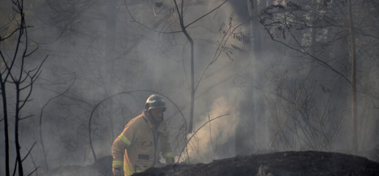 GÜNCELLEME 2 – Beykoz'da ormanlık alanda yangın