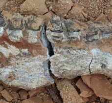 Denizli'de 9 milyon öncesine tarihlenen karıncayiyen ve fil fosilleri bulundu