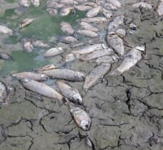 Edirne'de su seviyesi düşen gölette oksijensiz kalan yüzlerce balık telef oldu