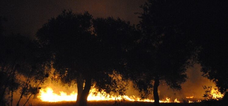 İzmir'de ağaçlık alanda çıkan yangın kontrol altına alındı