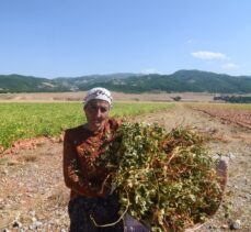 Kadın tarım işçileri Tunceli'de fasulye mesaisinde