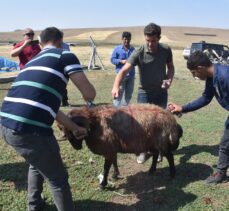 Kars'ta yaşatılan asırlık gelenek: “Çoban bayramı”