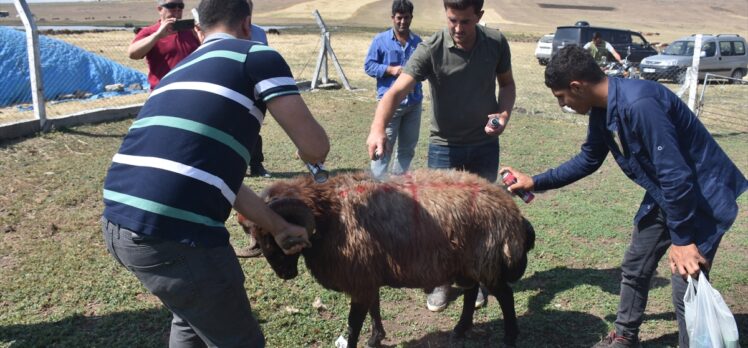 Kars'ta yaşatılan asırlık gelenek: “Çoban bayramı”