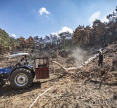 Manisa'da kül olan ormanlarda ağaçlandırma çalışması devam ediyor