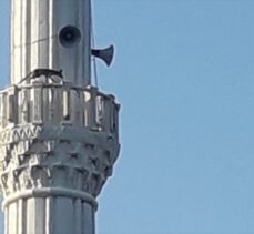 Manisa'da minareye çıkan tilki görenleri şaşırttı