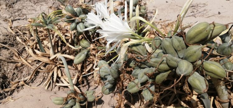 Mersin'de kum zambaklarını koparmanın cezası 73 bin lira