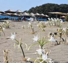 Muğla'da “sahillerin gelini” kum zambakları özenle korunuyor