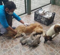 Trabzon'da anneleri ölen 4 köpek yavrusu koruma altına alındı
