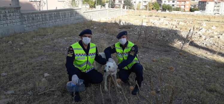 Afyonkarahisar'da kafası pet şişeye sıkışan sokak köpeği, jandarma ekiplerince kurtarıldı