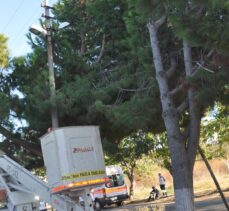 Ağaçtan kozalak çırparken elektrik akımına kapılan işçi öldü