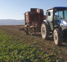 Ağrı'da çiftçilerin zorlu şeker pancarı hasadı devam ediyor