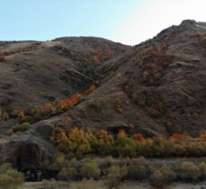Ağrı dağlarındaki ağaçlarda sonbaharda renk cümbüşü yaşanıyor