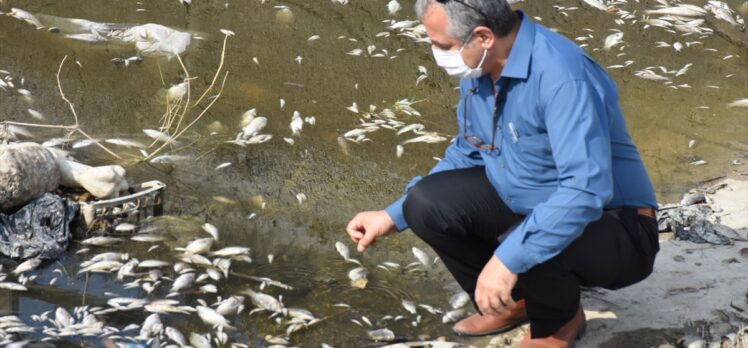 Aydın’da sulama kanalındaki toplu balık ölümlerine ilişkin inceleme