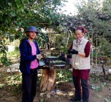 Kırşehir'de organik tarım gönüllüsü yabancı turistler ceviz topladı
