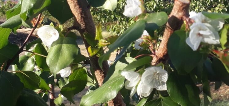 Malatya'da çiçek açan kayısı ağacı görenleri şaşırttı