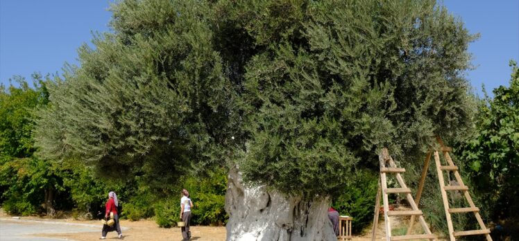 Mersin'de 1300 yıllık anıt ağacın zeytinleri hasat edildi