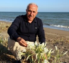 Mersin'de “sahillerin incisi” kum zambakları özenle korunuyor