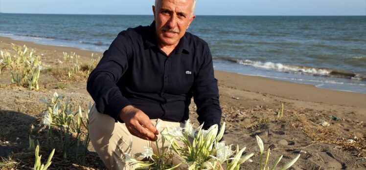 Mersin'de “sahillerin incisi” kum zambakları özenle korunuyor