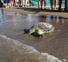 Muğla'da tedavileri tamamlanan yeşil deniz kaplumbağaları denizle buluştu