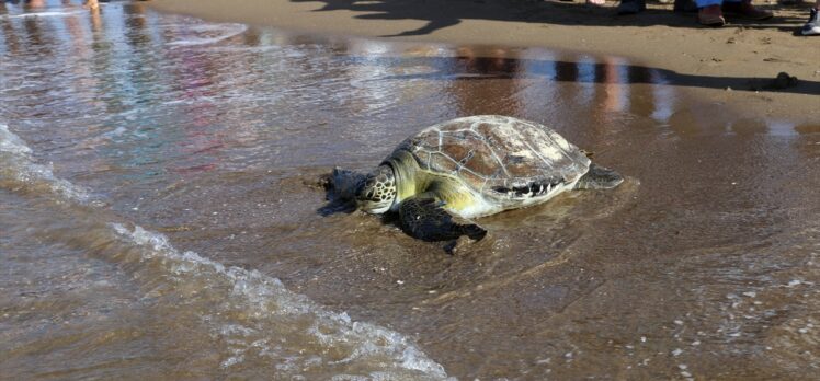 Muğla'da tedavileri tamamlanan yeşil deniz kaplumbağaları denizle buluştu