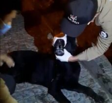 Muğla'da zehirlenen köpeğe mahalle bekçileri müdahale etti