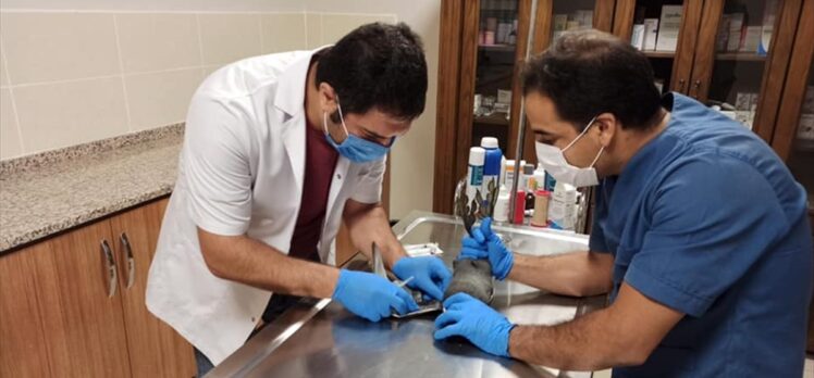 Şanlıurfa'da tedavisi tamamlanan sakarmeke kuşu doğaya bırakıldı