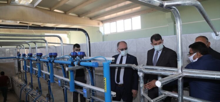 Sivas'ta “Süt Sığırcılığı Eğitim Çiftliği” yıllık 6 ton karkas et üretecek