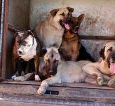 Sivas'ta “tehlikeli ırk” köpek besleyen kişiye 9 bin 563 lira ceza