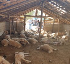 Tunceli'de ağıla giren boz ayılar 70 koyunu telef etti
