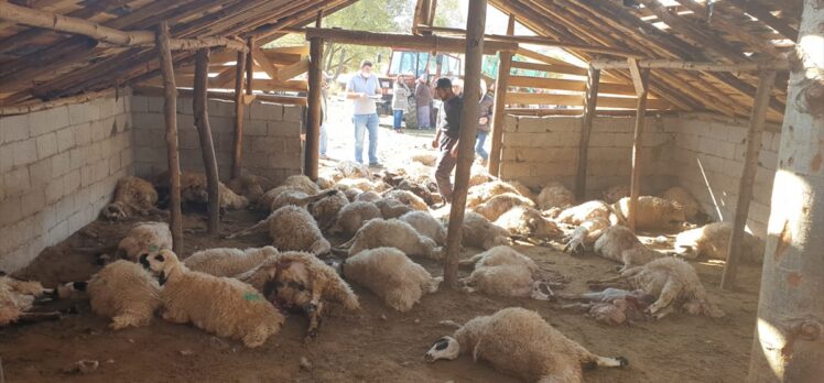 Tunceli'de ağıla giren boz ayılar 70 koyunu telef etti