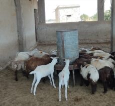 Türkiye'nin Tel Abyad ve Rasulayn'a tarım ve hayvancılık desteği sürüyor