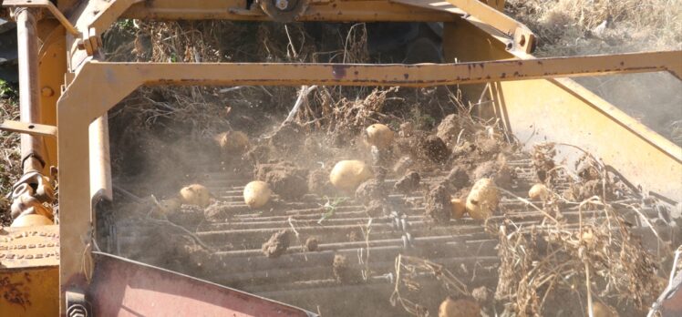 Yozgat'ta yerli patates hasadı yapıldı