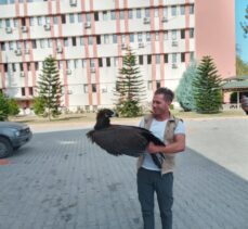 Adana'da hasta halde bulunan kara akbaba korumaya alındı