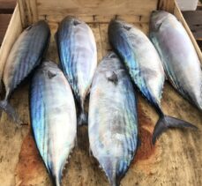 Batı Karadeniz'de balığın azalması fiyatları artırdı