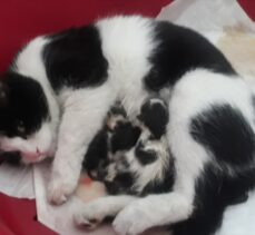 Bolu'da hastaneye giren hamile kedi götürüldüğü hayvan hastanesinde yavruladı