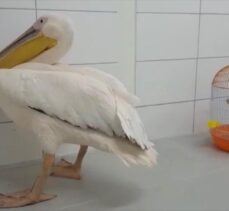 Bursa'da tüfekle vurulan pelikan tedavi altına alındı