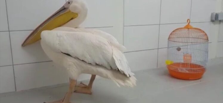 Bursa'da tüfekle vurulan pelikan tedavi altına alındı