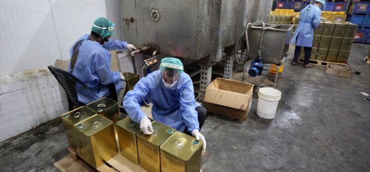 Gazze ilk kez Arap ülkelerine zeytinyağı ihraç ediyor
