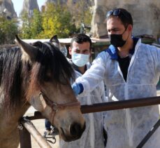 “Güzel atlar ülkesi” Kapadokya'nın atlarına mikroçip takılıyor