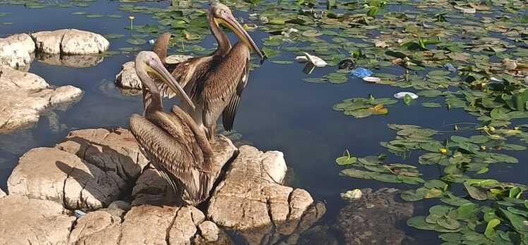 Hatay'da bakımları yapılan 2 pelikan doğaya salındı