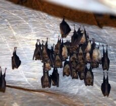 Kırklareli Valisi Bilgin: “Dupnisa Mağarası'nda yarasalar da düşünülerek yatırımlar yapılıyor”