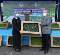 Ordu'da üreticilere 1 milyon kışlık sebze ve 300 bin salep fidesi dağıtıldı