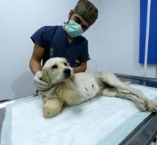 Samsun'da bacakları kesilmiş halde bulunan köpeğin durumu iyiye gidiyor