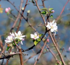 Kırklareli'de “yalancı bahara” aldanan meyve ağaçları çiçek açtı