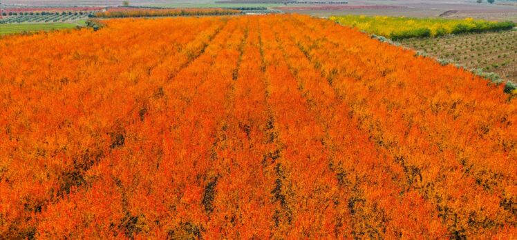 Amanoslar sonbahar renkleriyle kartpostallık görüntüler oluşturdu