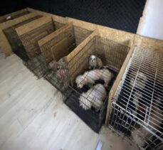 Başkentte bir binanın bodrum katında uygunsuz koşullarda tutulan 68 köpek bulundu