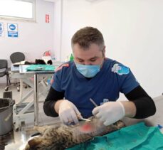 Denizli'de vücuduna demir çubuk saplanan kedi sağlığına kavuştu