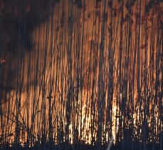 Eber Gölündeki yangında yaklaşık 600 dönüm kamışlık arazi zarar gördü