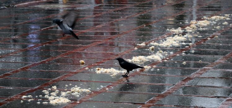 Edirneli hayvansever belediye personeli, kısıtlamada meydanlardaki güvercinleri unutmadı