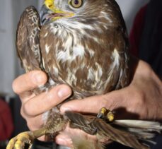 Eskişehir'de doğada bulunan ve felç geçirdiği düşünülen doğan kuşunun tedavisine başlandı